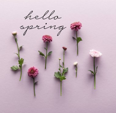 flat lay with blooming spring Chrysanthemums on violet background, hello spring illustration clipart