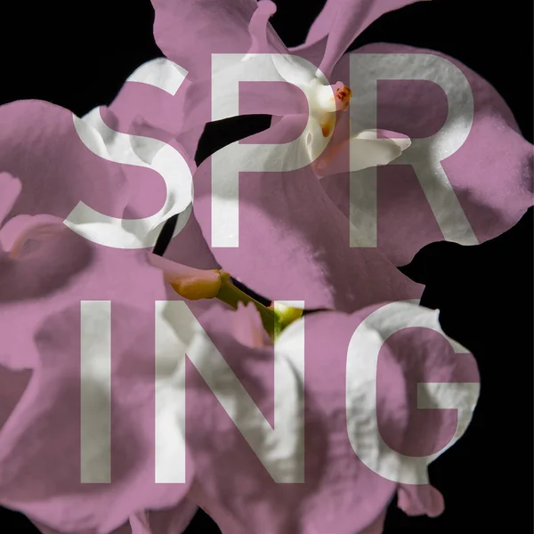 Zblízka Pohled Orchidej Květiny Izolované Černé Jarní Ilustrace — Stock fotografie