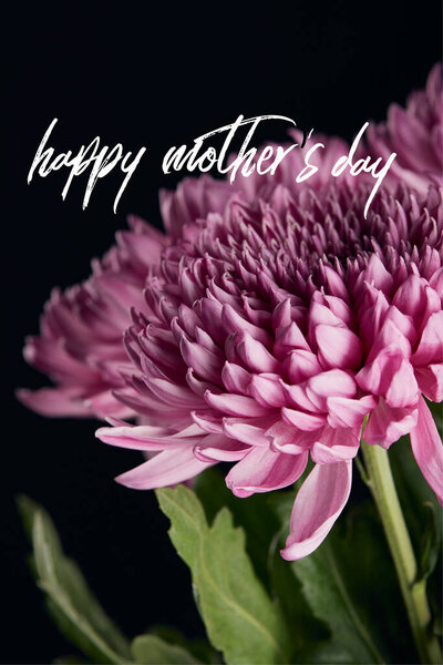 close up view of purple chrysanthemum flower isolated on black, happy mothers day illustration