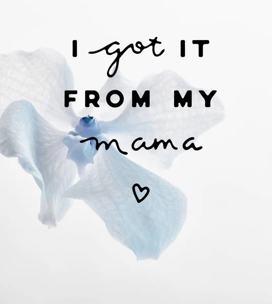 Красива Синя Квітка Орхідеї Ізольована Білому Отримав Від Моєї Мами — стокове фото