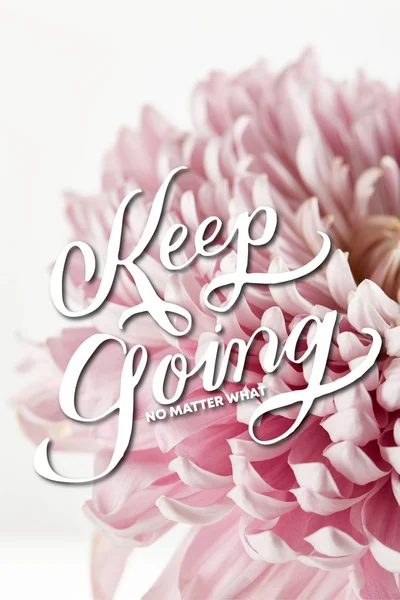 Close View Pink Chrysanthemum Isolated White Keep Going Matter What — Stock Photo, Image