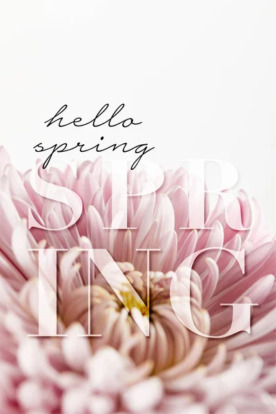 Közeli Kilátás Rózsaszín Krizantém Elszigetelt Fehér Hello Tavasz Illusztráció — Stock Fotó
