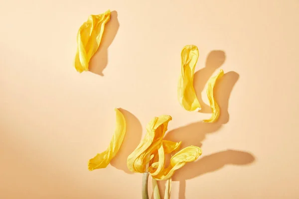 米黄色背景的干郁金香花瓣顶部视图 — 图库照片