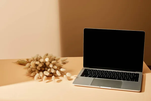 Laptop Czystym Ekranem Pobliżu Kolców Lagurusa Beżowej Powierzchni — Zdjęcie stockowe