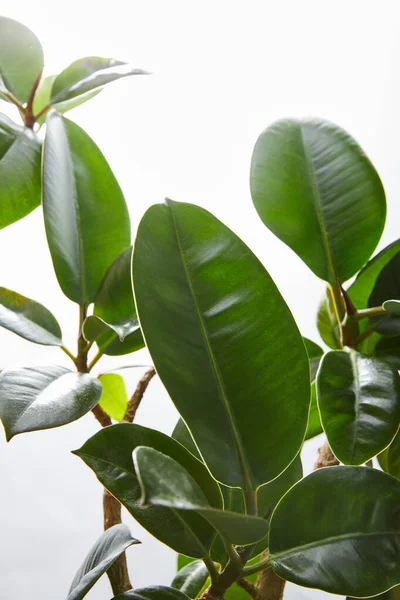 Selective Focus Ficus Leaves White Background — Stock Photo, Image