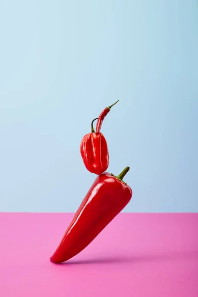 Hot Habanero Chili Peppers Blue Pink — Stock Photo, Image