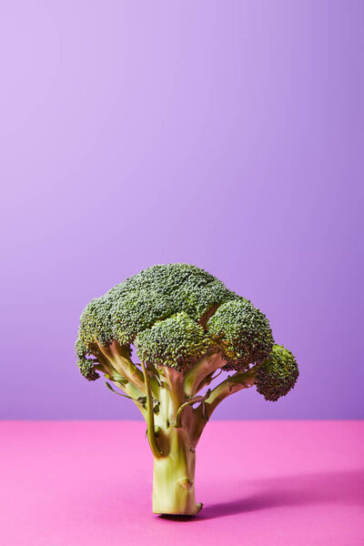 ripe green broccoli on purple and pink  