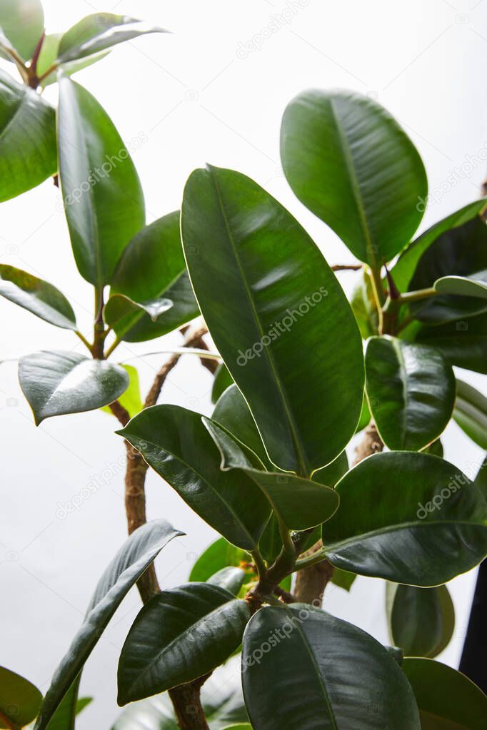 Selective focus of ficus leaves on white background