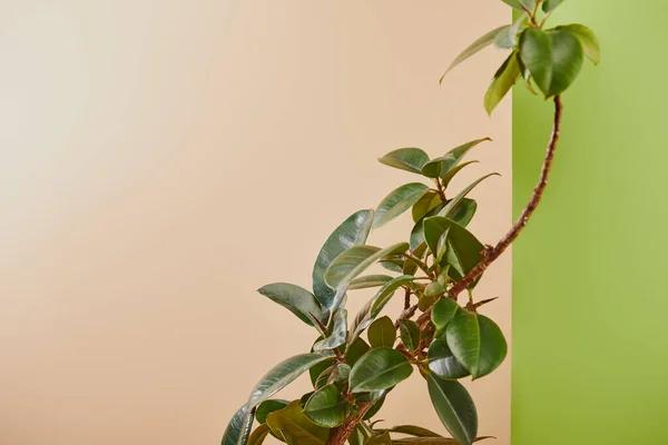 Planta Natural Con Hojas Verdes Sobre Fondo Beige Verde — Foto de Stock