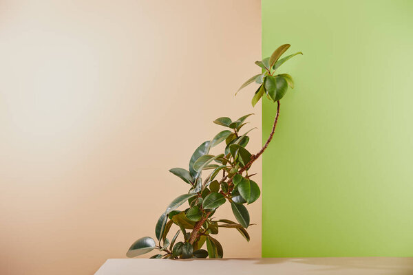 Natural plant with green leaves behind table on beige and green background
