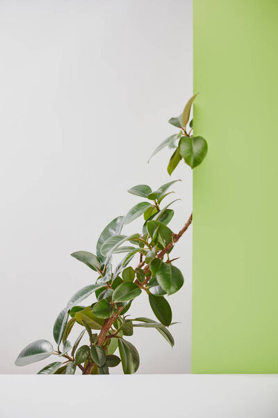 Natural plant with green leaves behind white surface on grey background