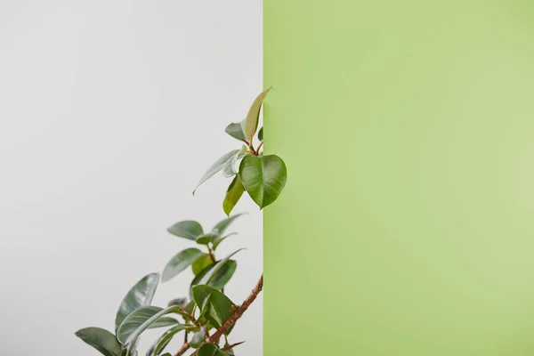 Planta Natural Com Folhas Verdes Sobre Fundo Cinzento — Fotografia de Stock