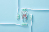 Flache Lage mit Zahnbürsten und Kunststoffzahn auf blauem Hintergrund