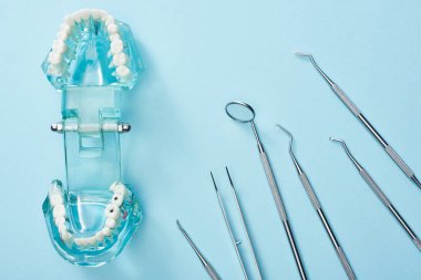Mavi arkaplanda suni çene modeli ve diş araçlarının üst görünümü