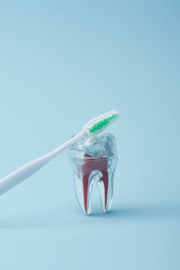 Yeşil tüylü beyaz diş fırçası ve mavi arka planda yapay şeffaf plastik diş.