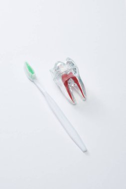 Yeşil tüylü beyaz diş fırçasının yüksek açılı görüntüsü ve gri arka planda yapay plastik diş.
