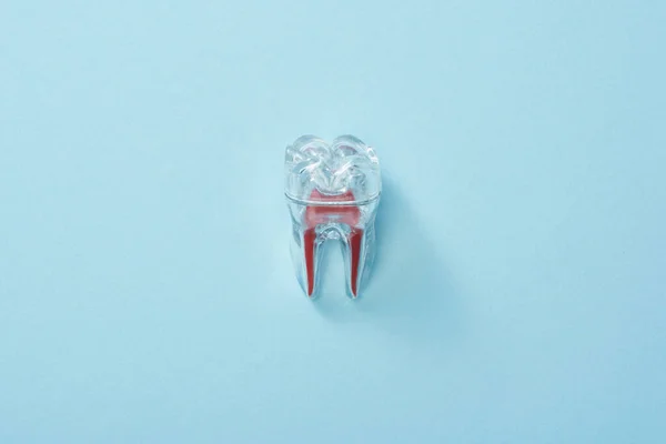 Top View Artificial Plastic Tooth Blue Background — Stock Photo, Image