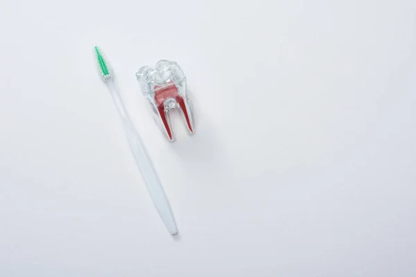 Top View White Toothbrush Green Bristles Artificial Plastic Tooth Grey — Stock Photo, Image