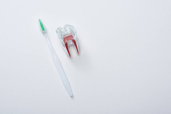 Top view of white toothbrush with green bristles and artificial plastic tooth on grey background