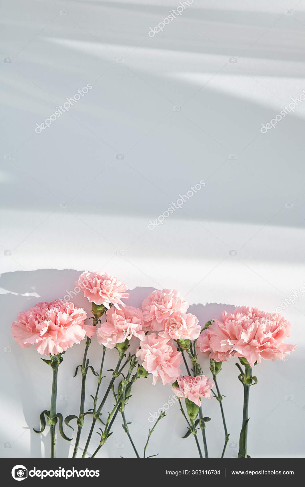 Top View Pink Carnations White Background Sunlight Shadows Stock Photo