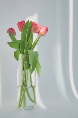 bahar çiçekleri açan pembe laleler ve vazoda yeşil yapraklar gölgeli beyaz vazolar.