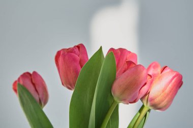Bahar çiçekleniyor pembe laleler yeşil yapraklarla beyaz gölgelerle