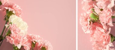 Pembe arka planda çiçek açan karanfiller kolajı