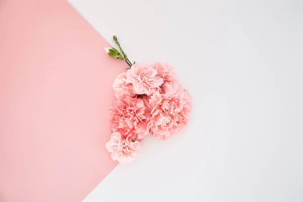 Nelken Von Oben Auf Rosa Und Weißem Hintergrund — Stockfoto