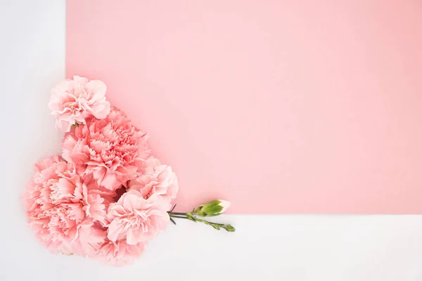 Top View Carnations Pink White Background — Stock Photo, Image