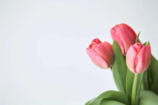 Lente Bloeiende Roze Tulpen Met Groene Bladeren Geïsoleerd Wit — Stockfoto