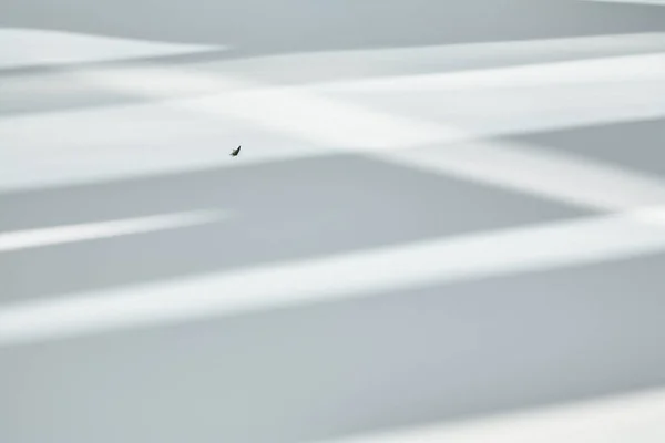 Abstrakter Hintergrund Mit Schatten Und Sonnenlicht Auf Weißem Hintergrund — Stockfoto