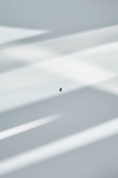 абстрактный фон с тенями и солнечным светом на белом
