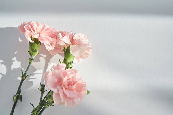 top view of pink carnations on white background with sunlight and shadows