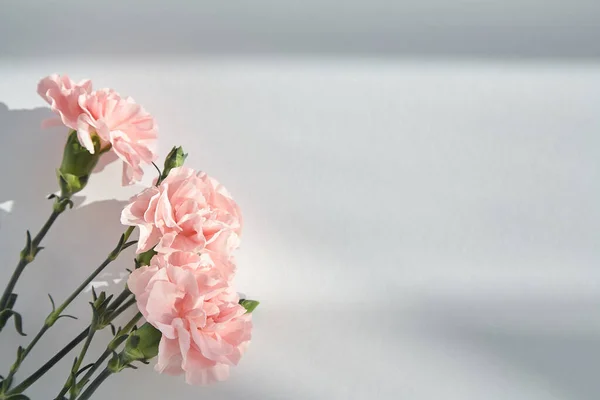 Top View Pink Carnations White Background Sunlight Shadows — Stock Photo, Image