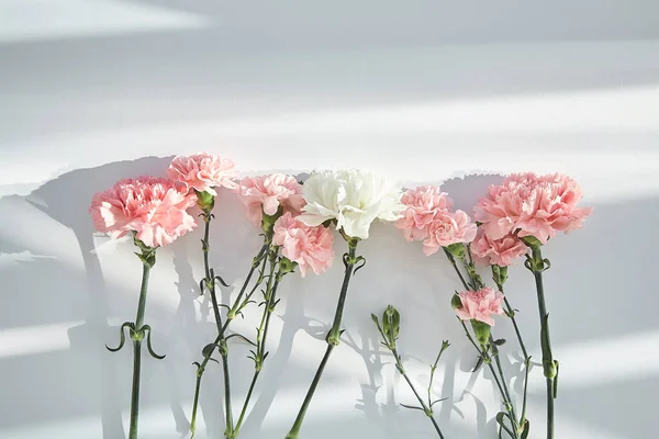 Top View Pink White Carnations White Background Sunlight Shadows — Stock Photo, Image