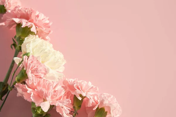 Вид Зверху Квітучих Гвоздик Рожевому Фоні — стокове фото