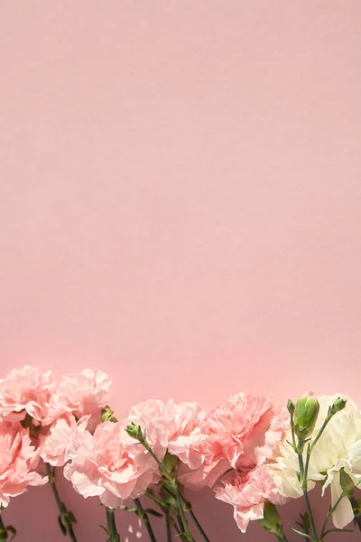 Top View Blooming Carnations Pink Background — Stock Photo, Image