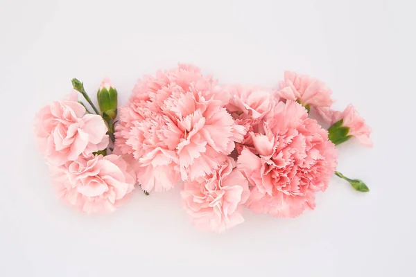 Top View Pink Carnations White Background — Stock Photo, Image