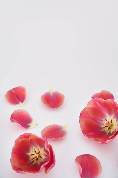 Roze Tulpen Bloemblaadjes Verspreid Witte Achtergrond — Stockfoto