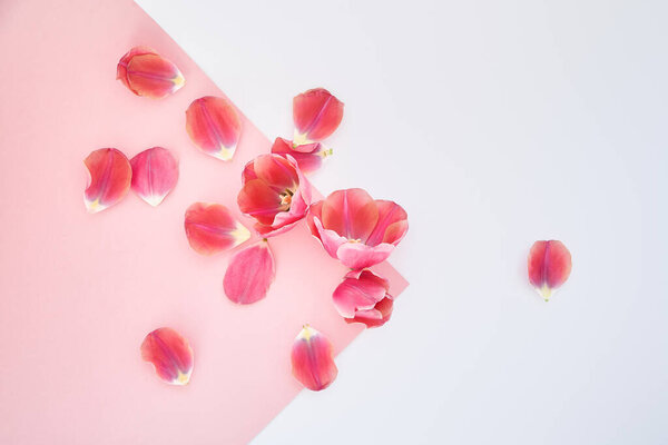 top view of tulips and petals scattered on pink and white background