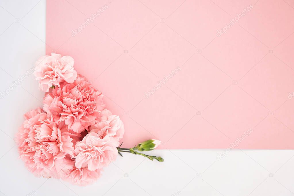 top view of carnations on pink and white background