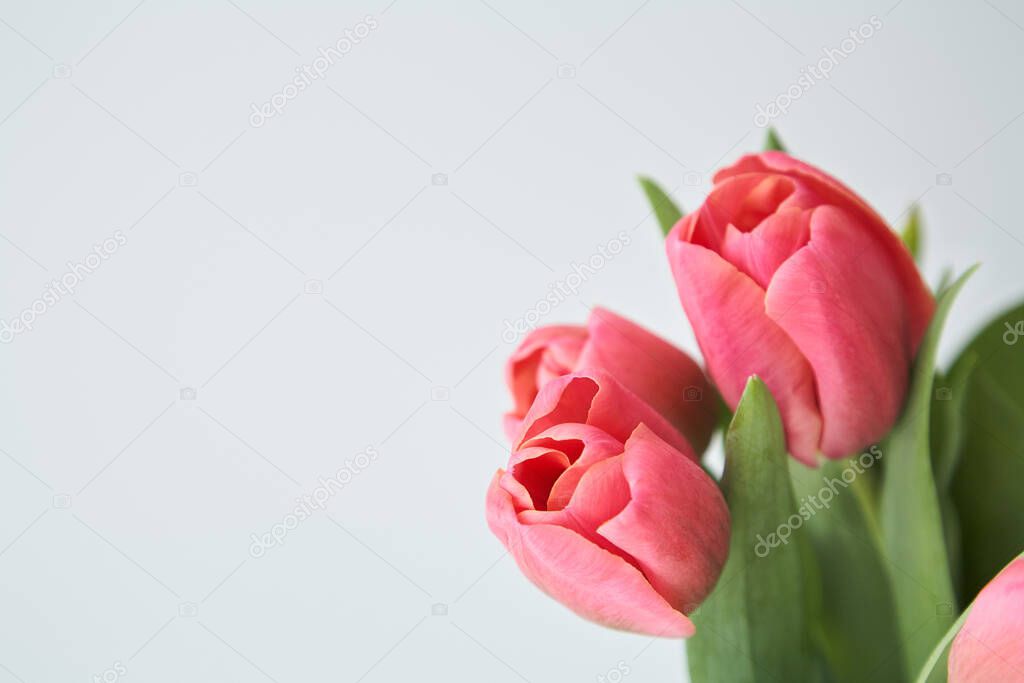 spring blooming pink tulips with green leaves isolated on white
