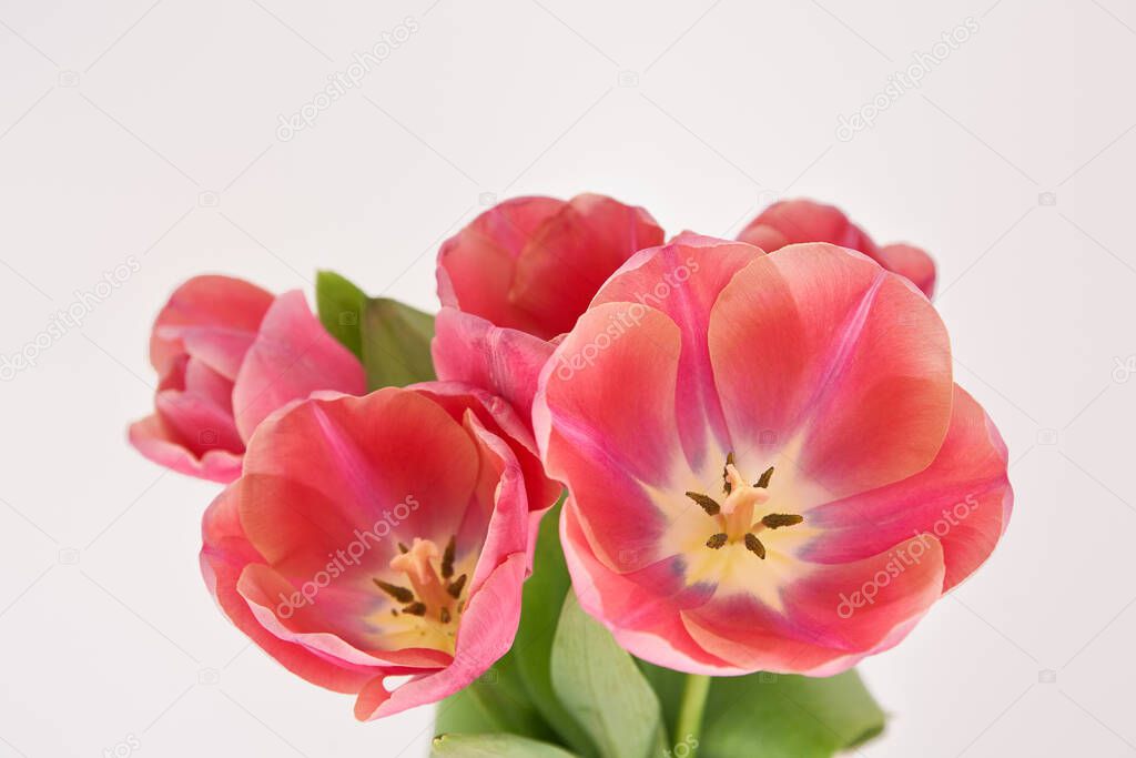 bouquet of pink spring tulips in vase isolated on white