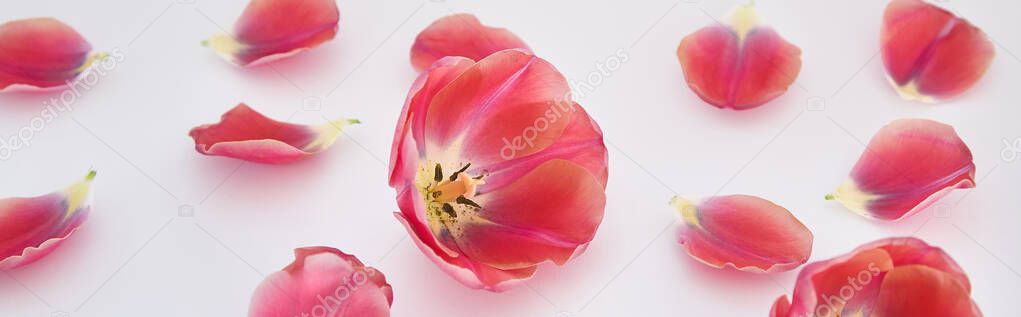pink tulips and petals scattered on white background, panoramic shot