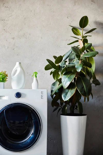 detergent and spray bottles on white washing machine near plant in modern bathroom