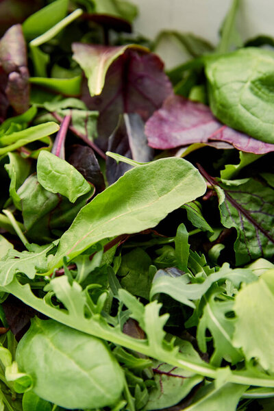 Selective focus of greenery and green salad leaves
