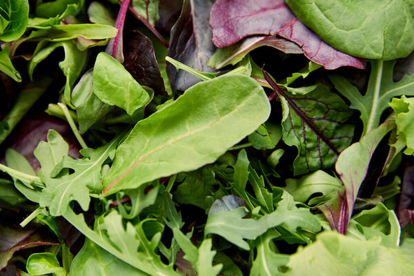 Top view of different kinds of greenery and green salad leaves