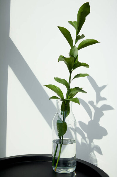 green and fresh leaves in glass with water near white wall 