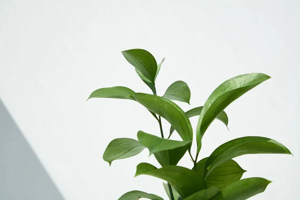 Hojas Verdes Frescas Cerca Pared Blanca — Foto de Stock