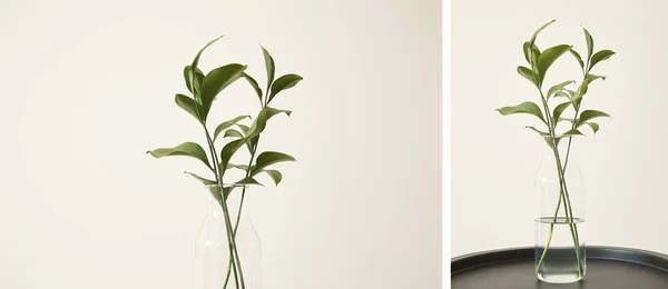 Collage Green Plants Fresh Leaves Glass Vases — Stock Photo, Image